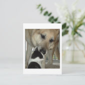 Duitse herder en Kat vriend Briefkaart (Staand voorkant)