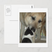 Duitse herder en Kat vriend Briefkaart (Voorkant / Achterkant)