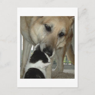 Duitse herder en Kat vriend Briefkaart