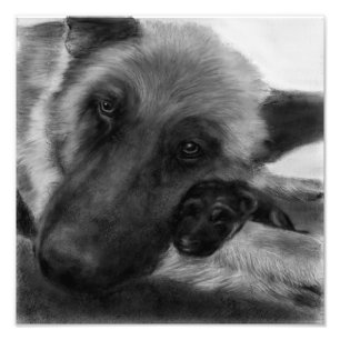 Duitse herder en pup foto afdruk