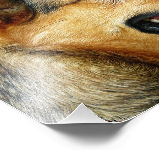 duitse herder foto afdruk (Hoek)