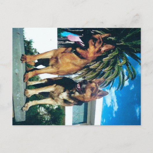 Duitse herder groep briefkaart (Voorkant)