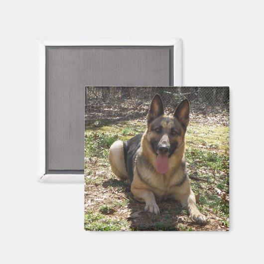 Duitse herder hond Afbeelding magneet (Voorkant / Achterkant)