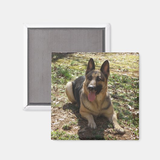 Duitse herder hond Afbeelding magneet (Voorkant / Achterkant)