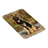 Duitse herder hond puppy magneet (Rechterzijde)