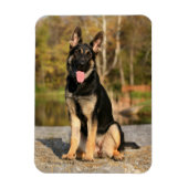 Duitse herder hond puppy magneet (Verticaal)