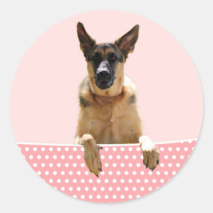 Duitse herder hond roze polka stippen ronde sticker
