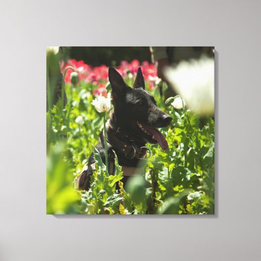 Duitse herder in een veld canvas afdruk (Voorkant)