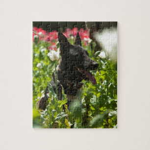 Duitse herder in een veld legpuzzel