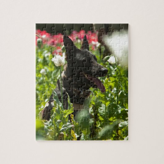 Duitse herder in een veld legpuzzel (Verticaal)
