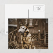 Duitse herder in gasmasker briefkaart (Voorkant / Achterkant)