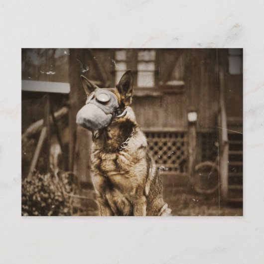 Duitse herder in gasmasker briefkaart (Voorkant)