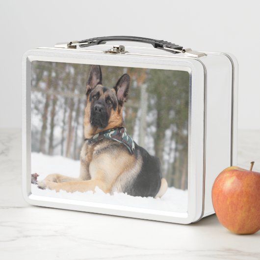 Duitse herder in sneeuw (In situ)