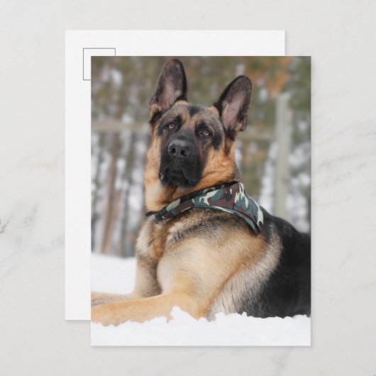 Duitse herder in sneeuw briefkaart (Voorkant / Achterkant)
