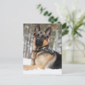 Duitse herder in sneeuw briefkaart (Staand voorkant)