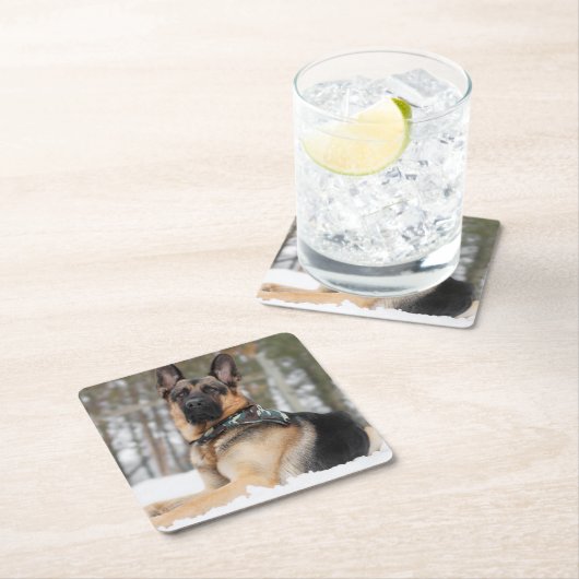 Duitse herder in sneeuw kartonnen onderzetters (Insitu)