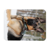 Duitse herder in sneeuw magneet (Horizontaal)