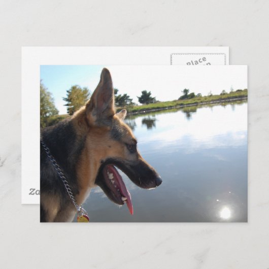 Duitse herder/joeit met het Uitzicht Briefkaart (Voorkant / Achterkant)