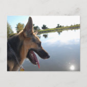 Duitse herder/joeit met het Uitzicht Briefkaart (Voorkant)