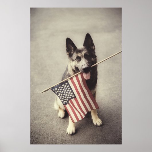 Duitse herder met Amerikaanse vlag Poster (Voorkant)