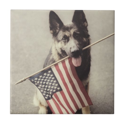Duitse herder met Amerikaanse vlag Tegeltje (Voorkant)