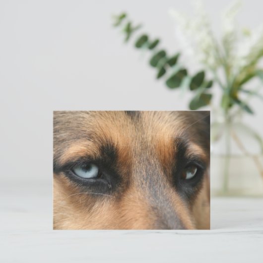 duitse herder met blauwe ogen briefkaart (Staand voorkant)