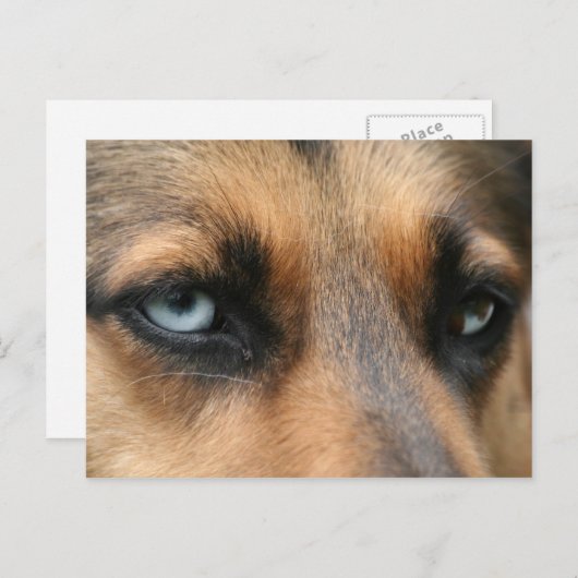 duitse herder met blauwe ogen briefkaart (Voorkant / Achterkant)