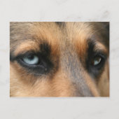 duitse herder met blauwe ogen briefkaart (Voorkant)