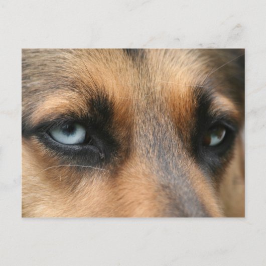 duitse herder met blauwe ogen briefkaart (Voorkant)