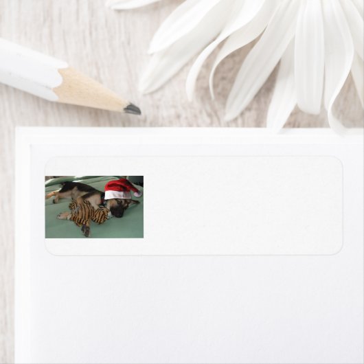 Duitse herder met een pet met een kerstmantel etiket (Insitu)