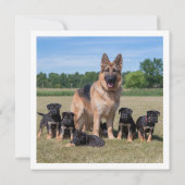  Duitse herder met Schattige Puppies Kaart (Achterkant)