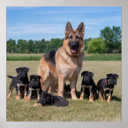  Duitse herder met Schattige Puppies Poster (Voorkant)