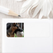 duitse herder met speelgoed etiket (Insitu)