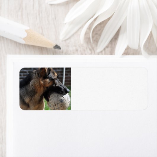 duitse herder met speelgoed etiket (Insitu)