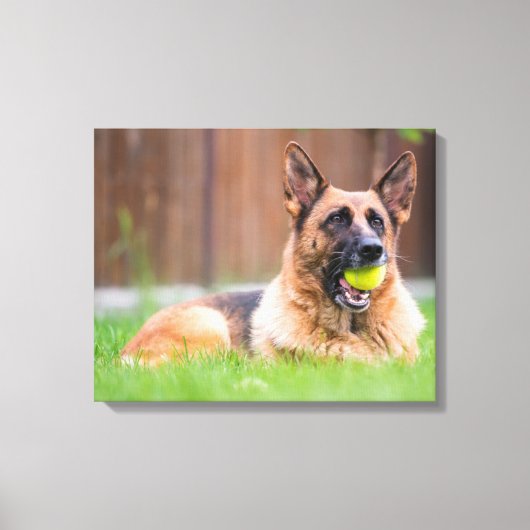 Duitse herder met Tennis Ball Canvas Afdruk (Voorkant)