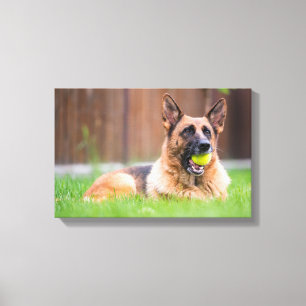 Duitse herder met Tennis Ball Canvas Afdruk