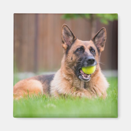 Duitse herder met Tennis Ball Magneet (Voorkant)