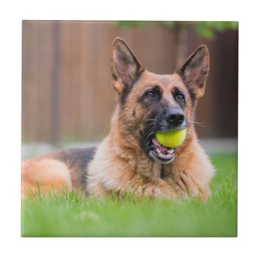 Duitse herder met Tennis Ball Tegeltje (Voorkant)