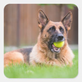 Duitse herder met Tennis Ball Vierkante Sticker (Voorkant)