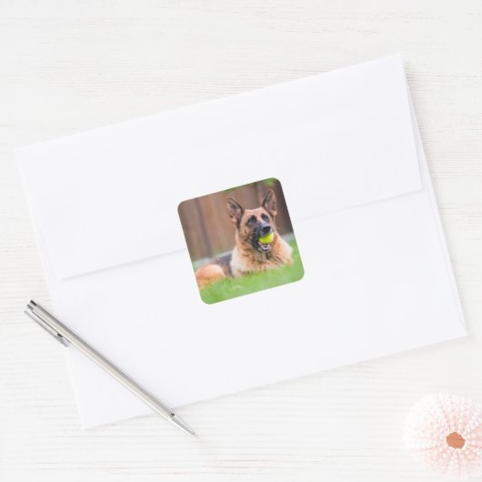 Duitse herder met Tennis Ball Vierkante Sticker (Envelop)