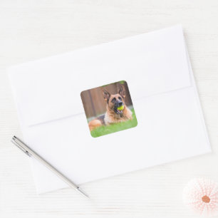Duitse herder met Tennis Ball Vierkante Sticker