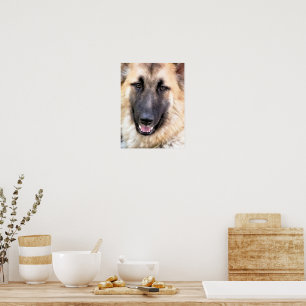 DUITSE HERDER POSTER