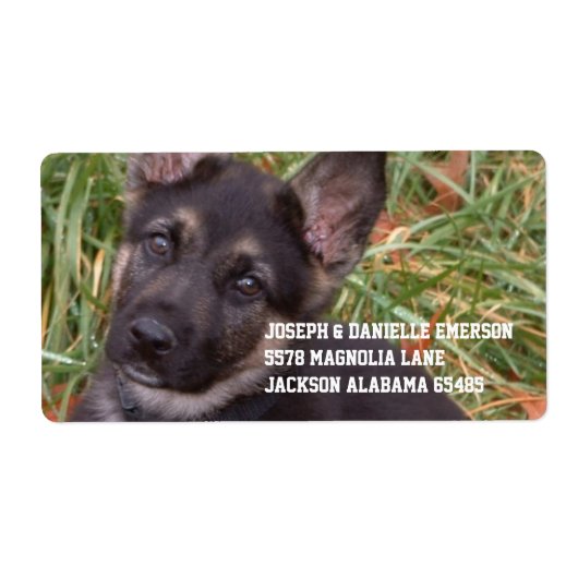 Duitse herder puppy adres Sticker (Voorkant)
