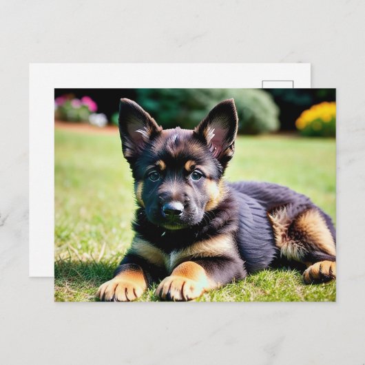 Duitse herder puppy Briefkaart (Voorkant / Achterkant)