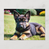 Duitse herder puppy Briefkaart (Voorkant)