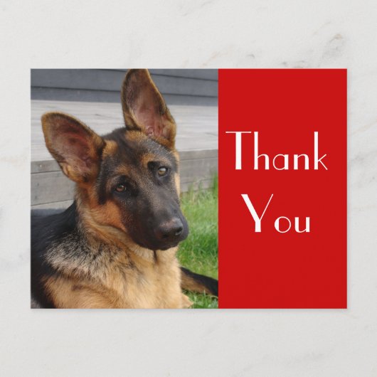 Duitse Herder Puppy Dog Bedankt Post Kaart (Voorkant)