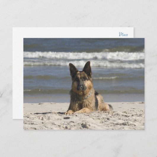 Duitse Herder Puppy Dog Blank Post Kaart (Voorkant / Achterkant)