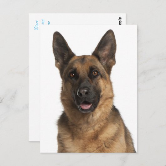 Duitse Herder Puppy Dog Blank Post Kaart (Voorkant / Achterkant)
