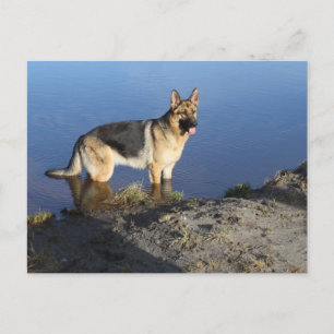 Duitse Herder Puppy Dog Blank Post Kaart