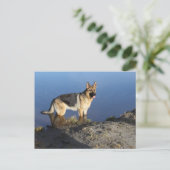 Duitse Herder Puppy Dog Blank Post Kaart (Staand voorkant)